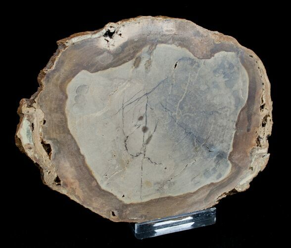 / Inch Unpolished Petrified Wood Slab - Oregon #3182